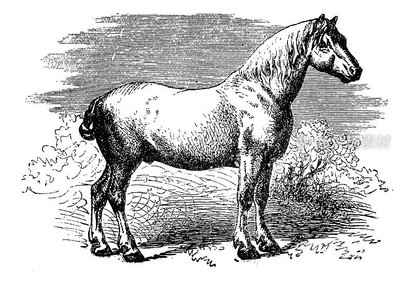 古董插图:Percheron Horse